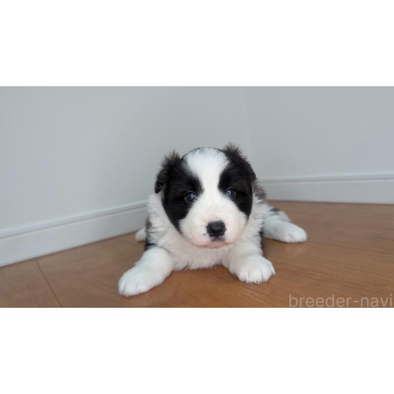 成約済の岐阜県のボーダーコリー-441388の5枚目