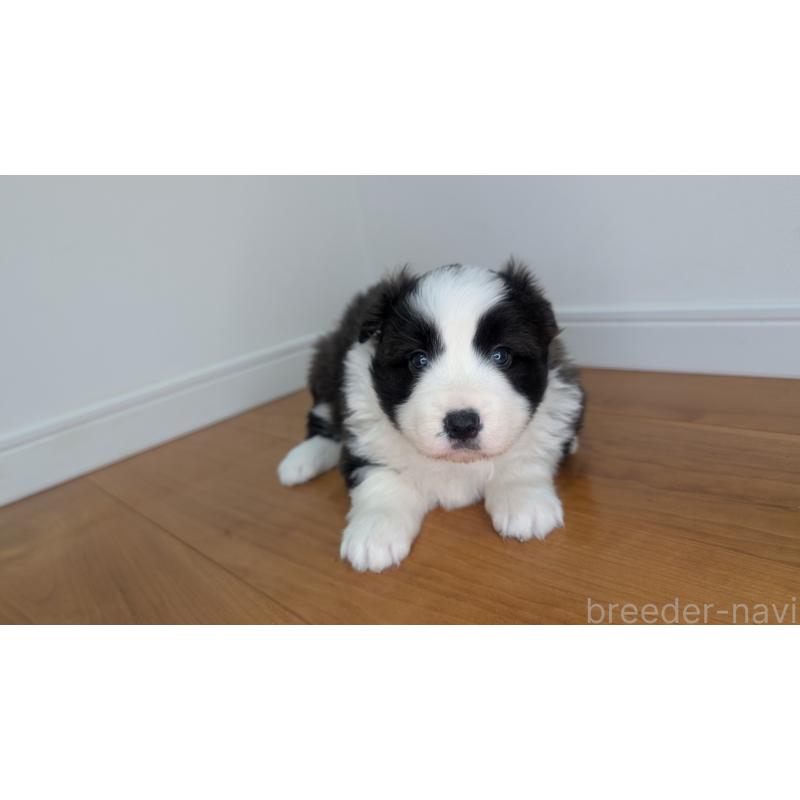 成約済の岐阜県のボーダーコリー-441388の4枚目