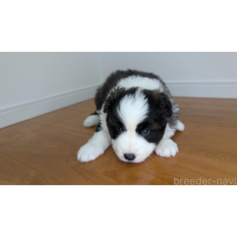 成約済の岐阜県のボーダーコリー-441388の3枚目