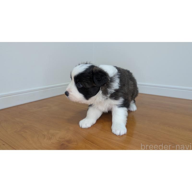 成約済の岐阜県のボーダーコリー-441388の2枚目