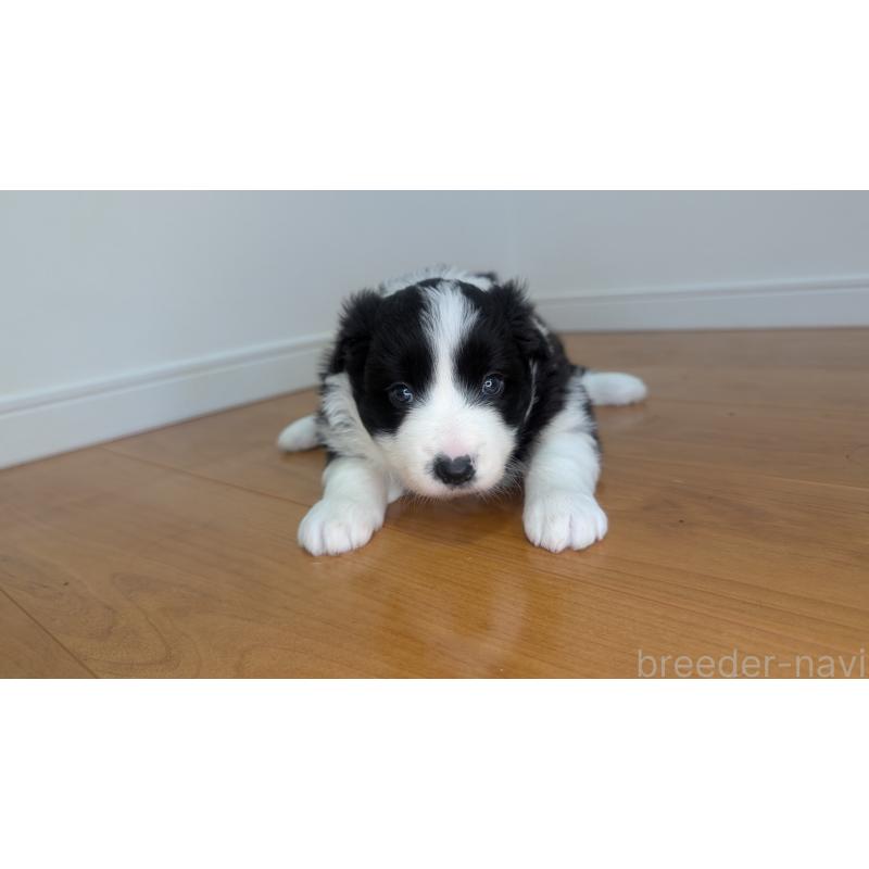 成約済の岐阜県のボーダーコリー-441389の15枚目