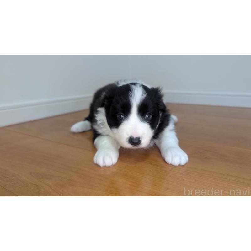 成約済の岐阜県のボーダーコリー-441389の14枚目