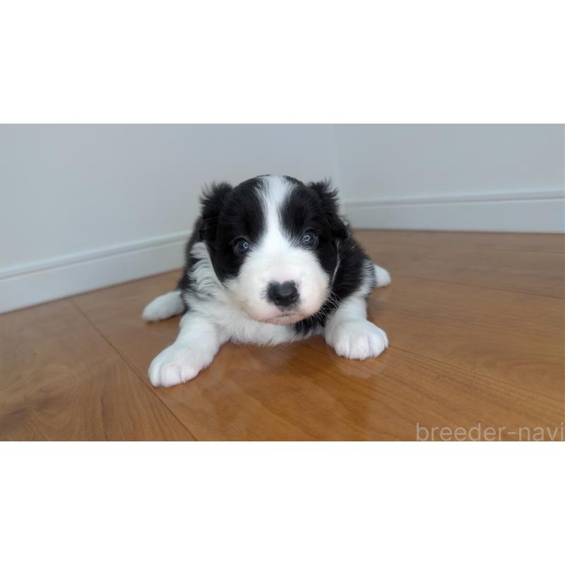 成約済の岐阜県のボーダーコリー-441389の13枚目