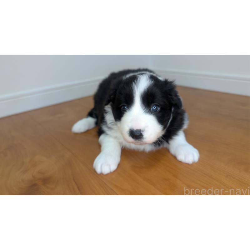 成約済の岐阜県のボーダーコリー-441389の12枚目