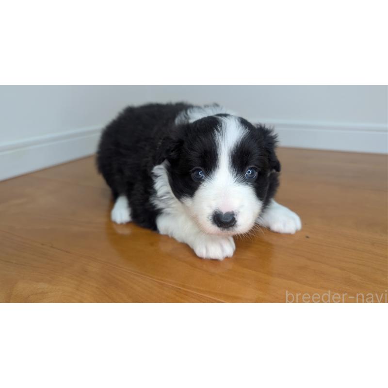 成約済の岐阜県のボーダーコリー-441389の11枚目