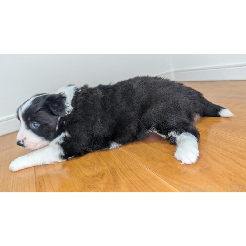 成約済の岐阜県のボーダーコリー-441389の9枚目