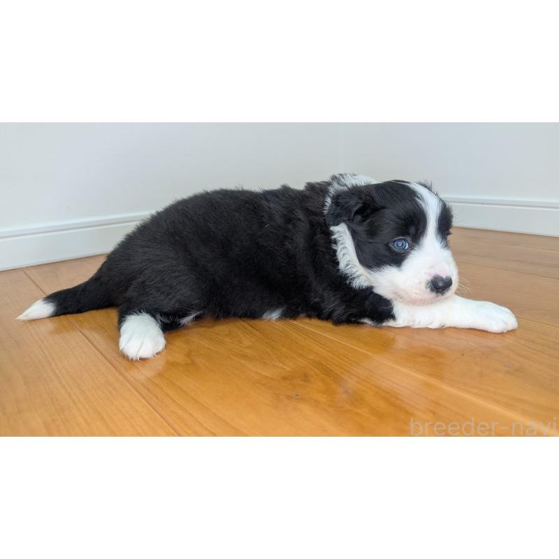 成約済の岐阜県のボーダーコリー-441389の8枚目