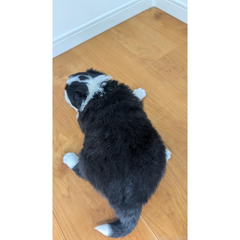 成約済の岐阜県のボーダーコリー-441389の7枚目