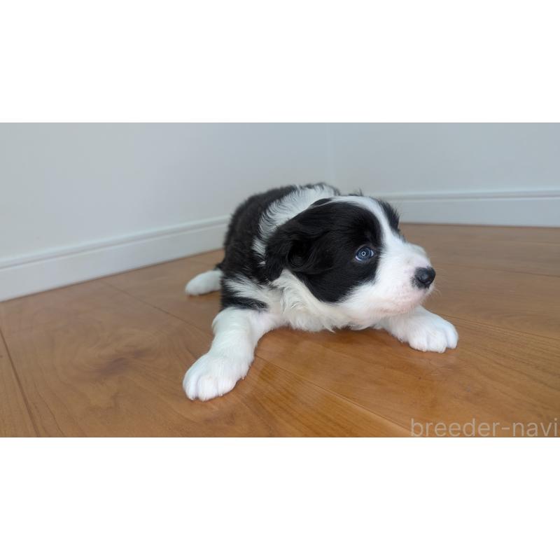 成約済の岐阜県のボーダーコリー-441389の5枚目