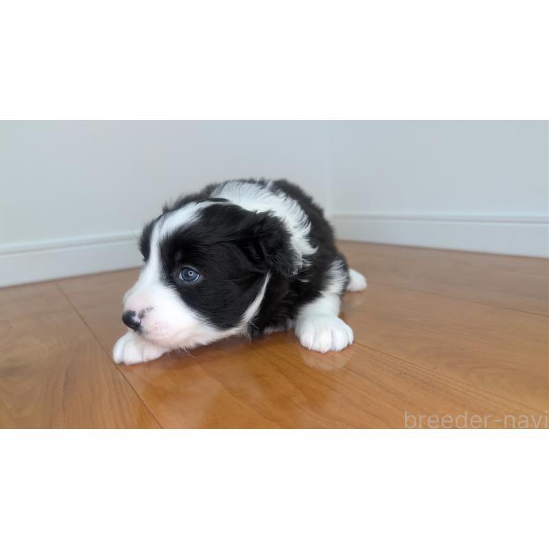 成約済の岐阜県のボーダーコリー-441389の4枚目