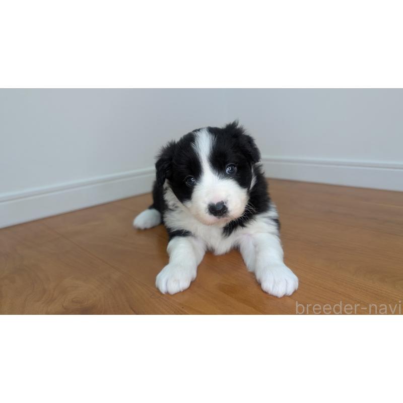 成約済の岐阜県のボーダーコリー-441389の2枚目