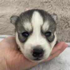 ♀︎シベリアンハスキー