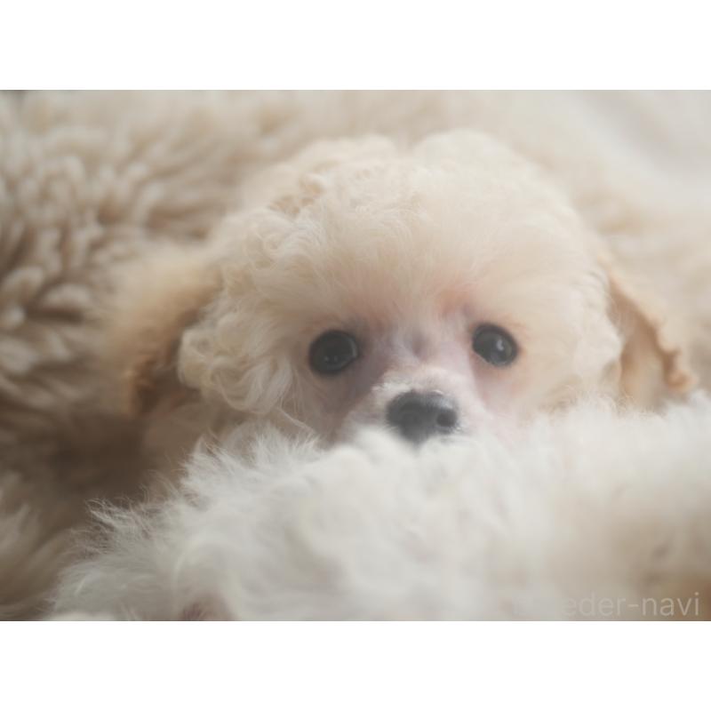 成約済の香川県のタイニープードル-437047の2枚目