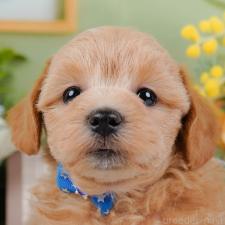 ♀︎マルプー:マルチーズ×トイプードル