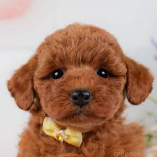 ♀︎トイプードル