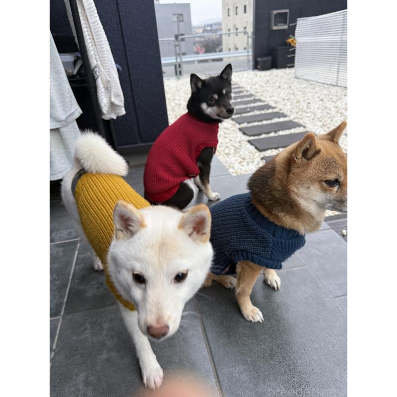 江畑亮ブリーダーの詳細の1枚目