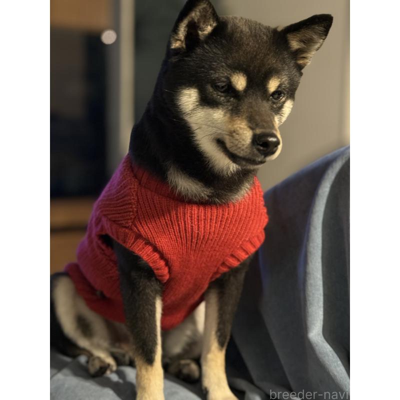 江畑亮ブリーダーの詳細