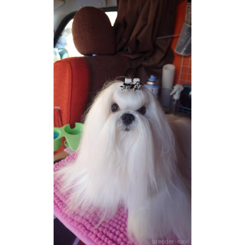 山中寿ブリーダーの詳細