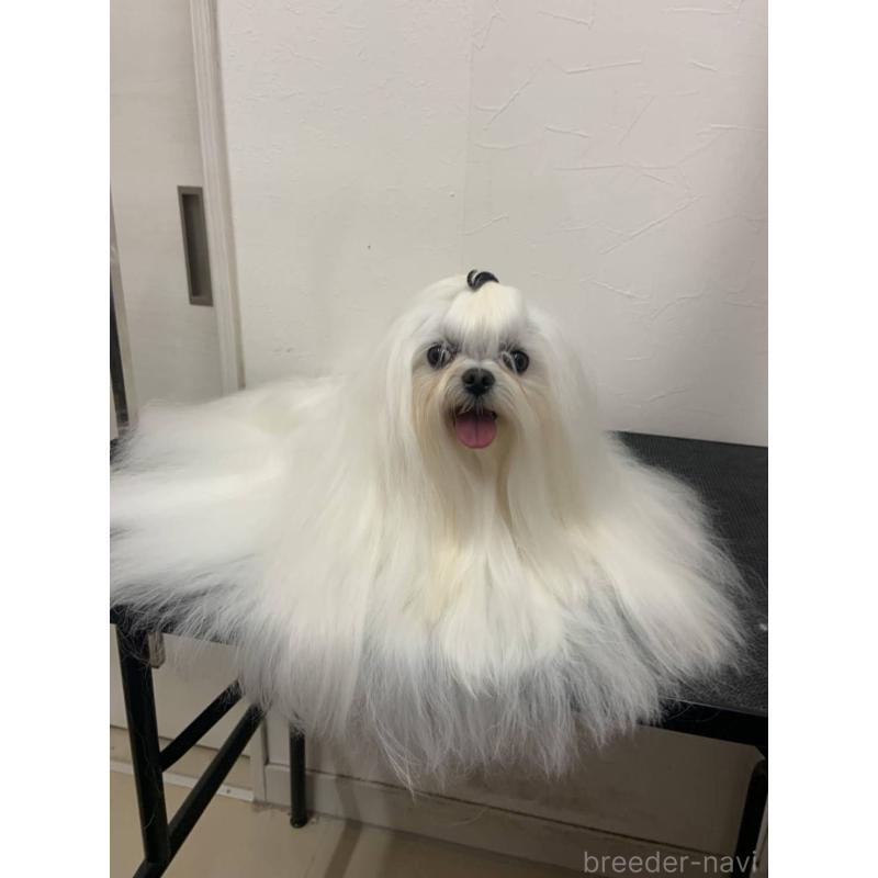 山中寿ブリーダーの詳細の1枚目