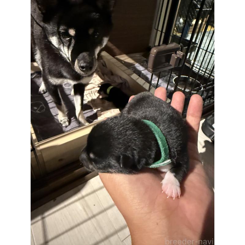 江畑亮ブリーダーの詳細