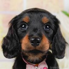 ♀︎ミニチュアダックスフンド(ロングヘアード)