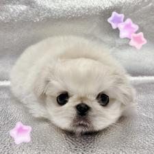 オンライン見学