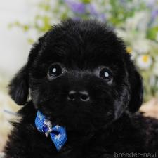 オンライン見学