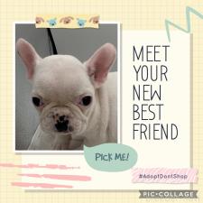 ♀︎フレンチブルドッグ