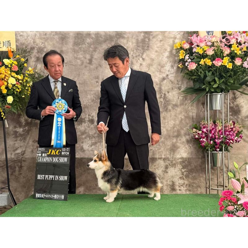 塚崎睦予ブリーダーの詳細