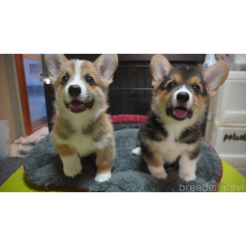 塚崎睦予ブリーダーの詳細