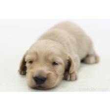 ♀︎ミニチュアダックスフンド(ロングヘアード)