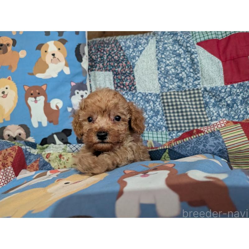 販売中の長野県のティーカッププードル-440952の3枚目