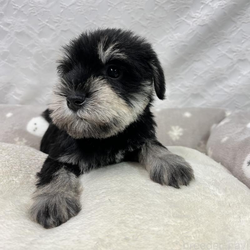 成約済の岡山県のミニチュアシュナウザー-438667の3枚目