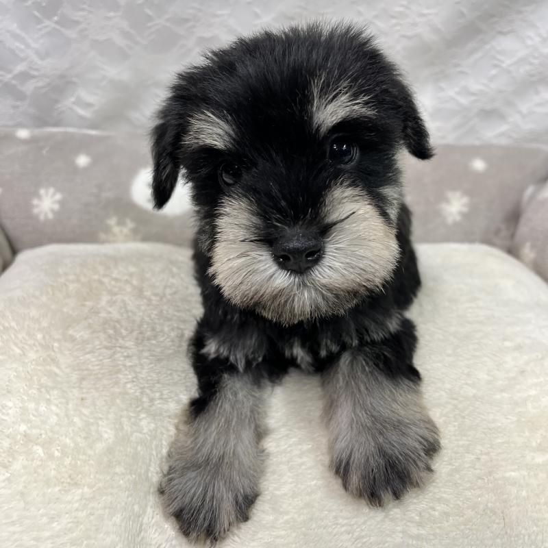 成約済の岡山県のミニチュアシュナウザー-438667の2枚目