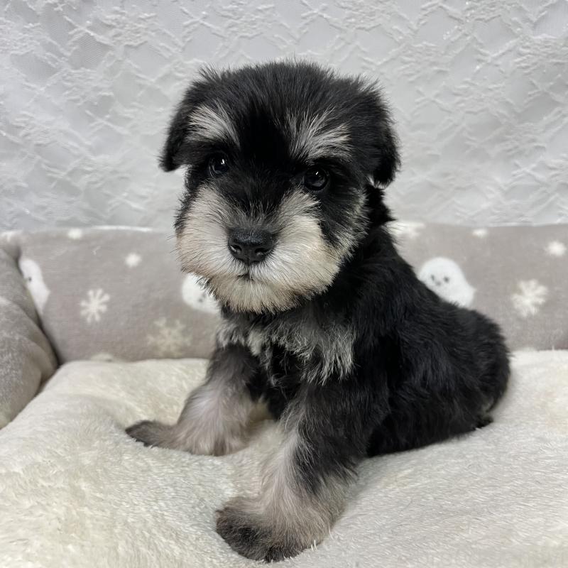 成約済の岡山県のミニチュアシュナウザー-438668の3枚目