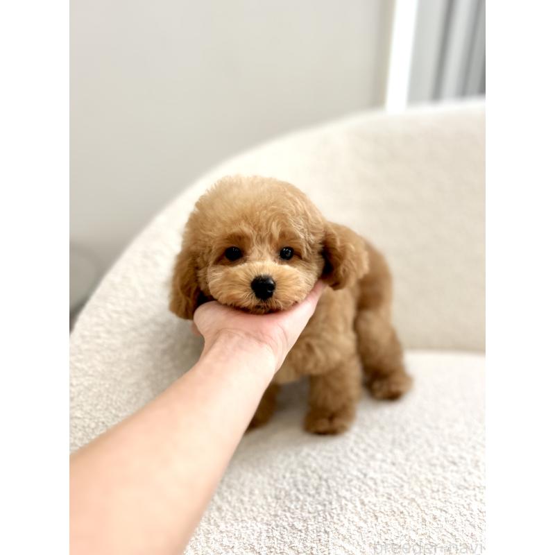 成約済の香川県のタイニープードル-440463の3枚目