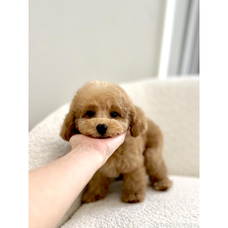 成約済の香川県のタイニープードル-440463の2枚目