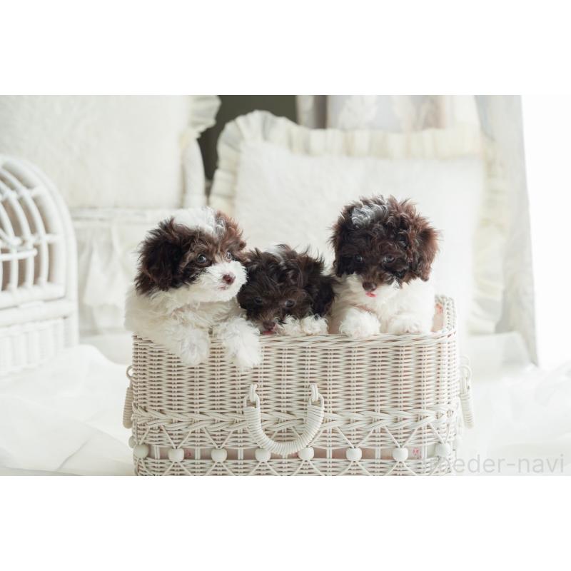 村上琴奈ブリーダーの詳細