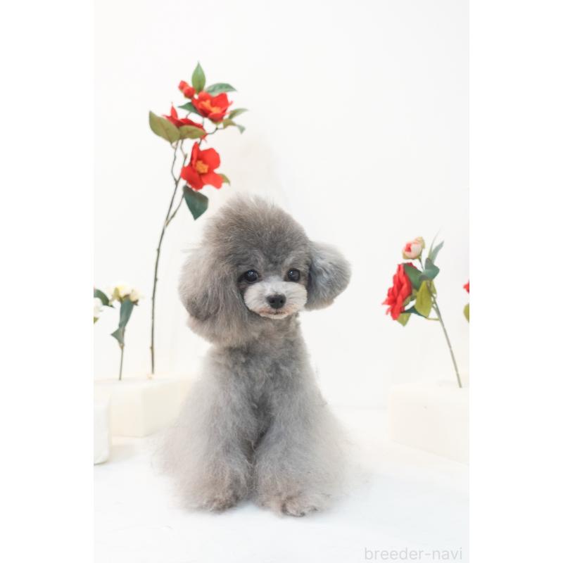 村上琴奈ブリーダーの詳細