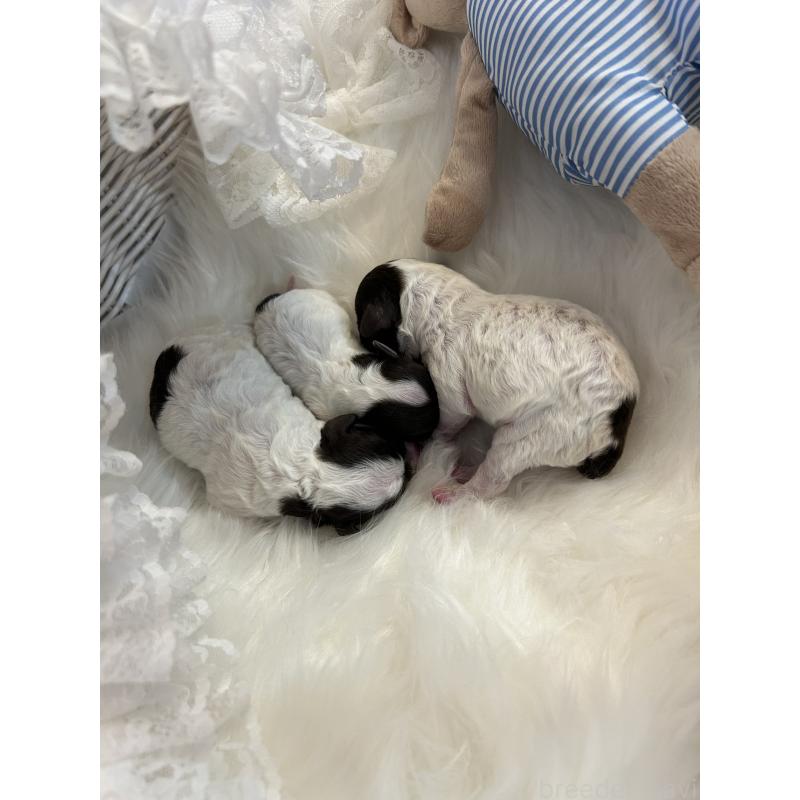 村上琴奈ブリーダーの詳細