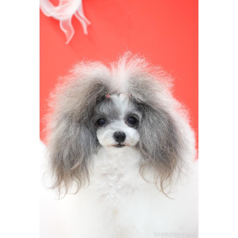 村上琴奈ブリーダーの詳細の1枚目