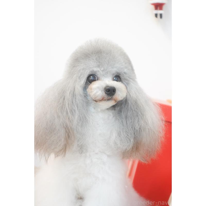 村上琴奈ブリーダーの詳細