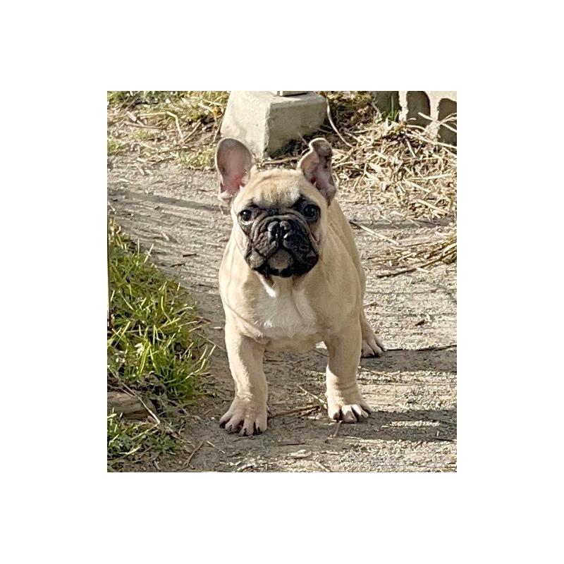 小林光容ブリーダーの詳細の1枚目