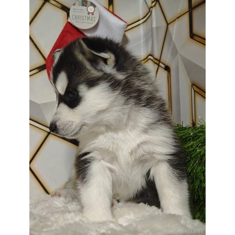 成約済の静岡県のシベリアンハスキー-441840の5枚目