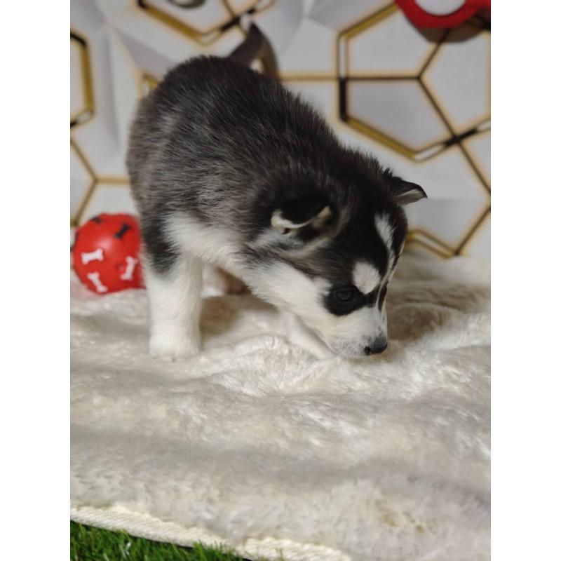 成約済の静岡県のシベリアンハスキー-441840の3枚目