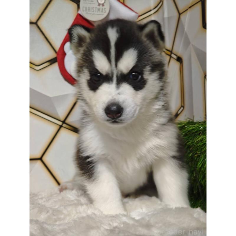 成約済の静岡県のシベリアンハスキー-441840の2枚目