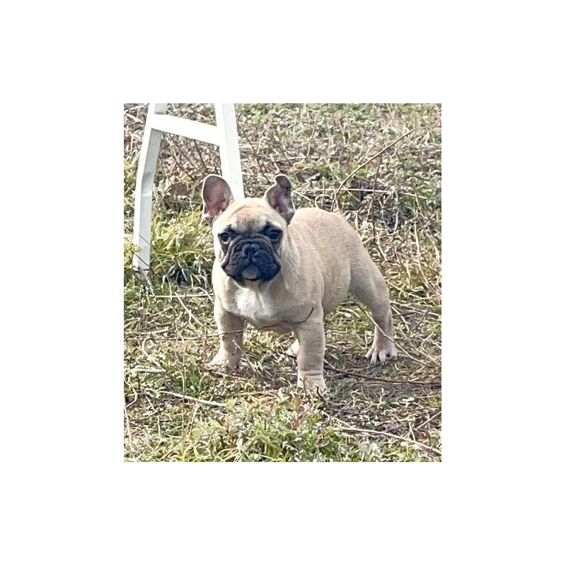 小林光容ブリーダーの詳細