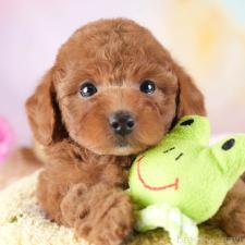 オンライン見学