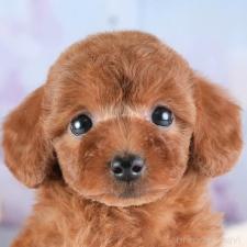 ♀︎トイプードル