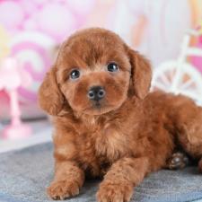 オンライン見学